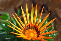 /album/fotogaleria-fotografia-macro/img-9789-copia-640x480-jpg/